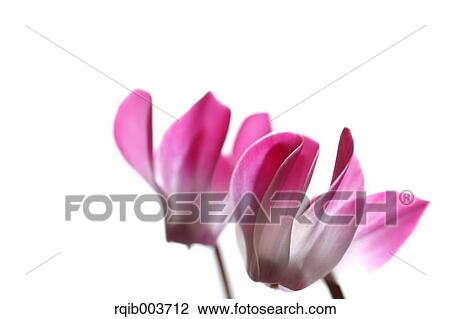 Cyclamen View Large Photo Image Stock Image - Cyclamen. Fotosearch