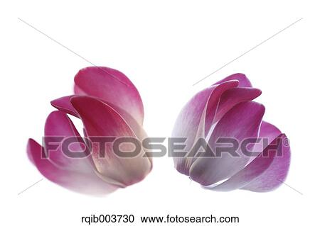 Cyclamen View Large Photo Image Stock Image - Cyclamen. Fotosearch