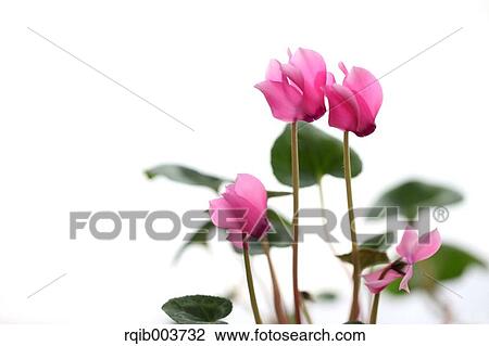 Cyclamen View Large Photo Image Stock Image - Cyclamen. Fotosearch