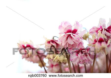 Cyclamen View Large Photo Image Stock Image - Cyclamen. Fotosearch