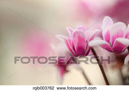Cyclamen View Large Photo Image Stock Image - Cyclamen. Fotosearch