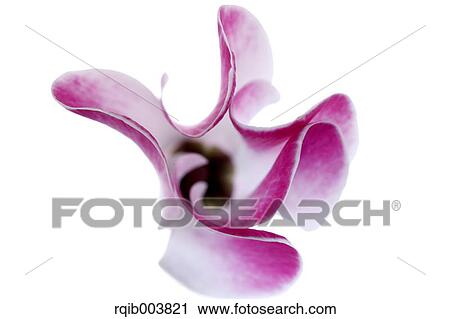 Cyclamen View Large Photo Image Stock Image - Cyclamen. Fotosearch
