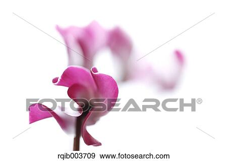 Cyclamen View Large Photo Image Stock Photo - Cyclamen. Fotosearch