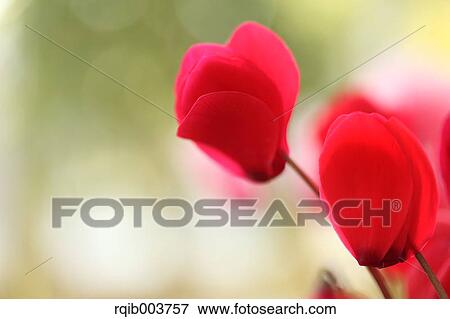 Cyclamen View Large Photo Image Stock Photo - Cyclamen. Fotosearch