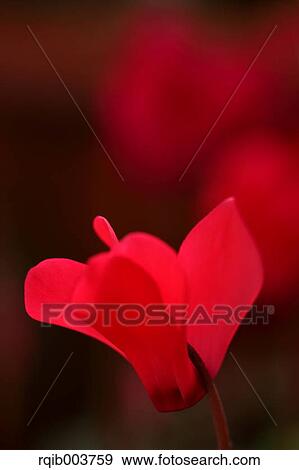 Stock Photo - Cyclamen. Fotosearch