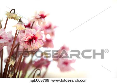 Cyclamen View Large Photo Image Stock Photo - Cyclamen. Fotosearch