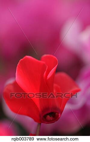 Cyclamen View Large Photo Image Stock Photo - Cyclamen. Fotosearch