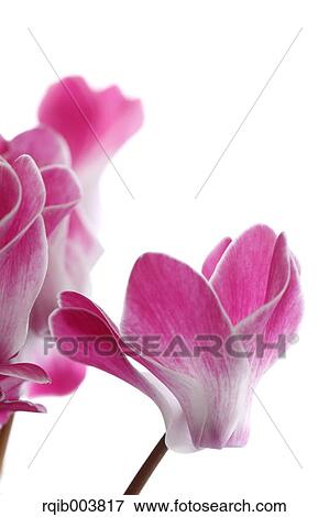 Stock Photo - Cyclamen. Fotosearch