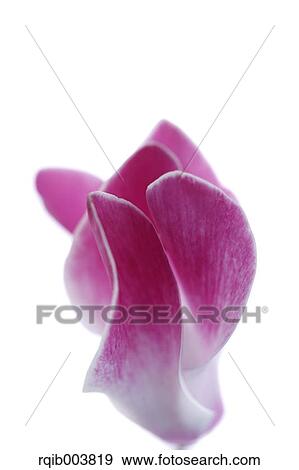 Cyclamen View Large Photo Image Stock Photo - Cyclamen. Fotosearch