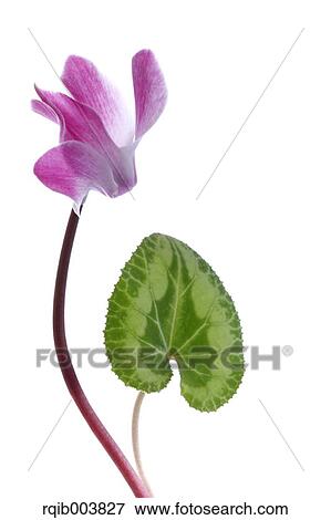 Stock Photo - Cyclamen. Fotosearch