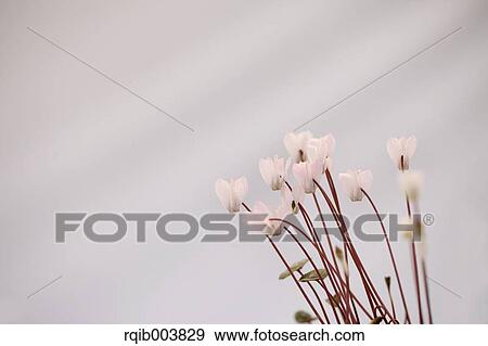 Cyclamen View Large Photo Image Stock Photo - Cyclamen. Fotosearch
