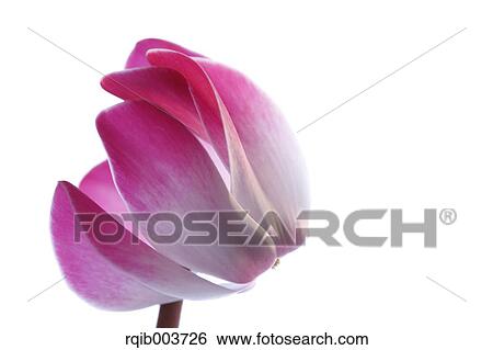 Stock Photograph - Cyclamen. Fotosearch