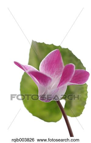 Cyclamen View Large Photo Image Stock Photograph - Cyclamen. Fotosearch