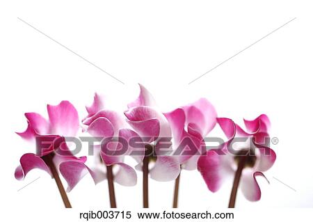 Cyclamen View Large Photo Image Stock Photography - Cyclamen. Fotosearch