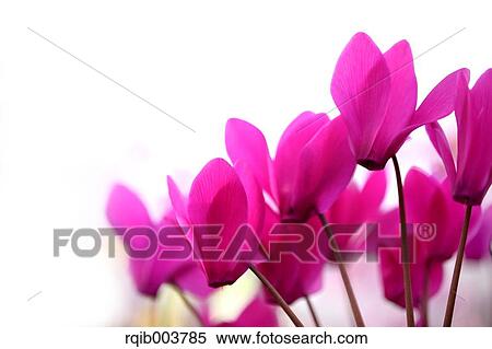 Cyclamen View Large Photo Image Stock Photography - Cyclamen. Fotosearch