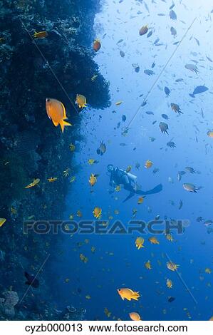 Diver and Beetle damselfishes View Large Photo Image Stock Image - Diver and Beetle damselfishes. Fotosearch