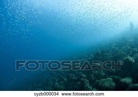 Picture - Diver and fishes underwater. Fotosearch