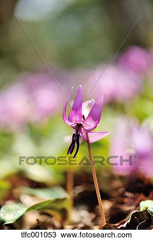 Dogs tooth violet flower View Large Photo Image Stock Image - Dogs tooth violet flower. Fotosearch