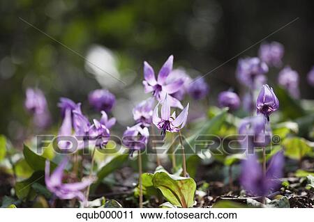 Dogs tooth violet flowers in Katakuri Village, Kanagawa Prefecture View Large Photo Image Stock Image - Dogs tooth violet flowers in Katakuri Village, Kanagawa Prefecture. Fotosearch