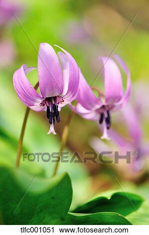 Dogs tooth violet flowers View Large Photo Image Stock Image - Dogs tooth violet flowers. Fotosearch