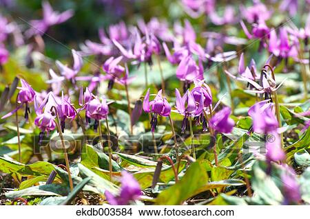 Dogtooth Violet flowers View Large Photo Image Picture - Dogtooth Violet flowers. Fotosearch