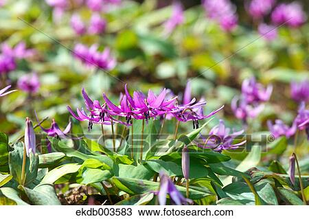 Dogtooth Violet flowers View Large Photo Image Stock Image - Dogtooth Violet flowers. Fotosearch