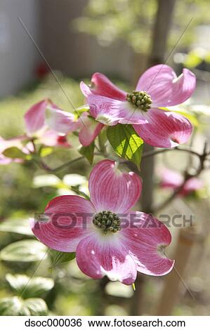 Dogwood View Large Photo Image Stock Photograph - Dogwood. Fotosearch