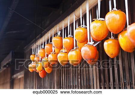 Stock Photography - Dried persimmon fruits, Nagano Prefecture. Fotosearch