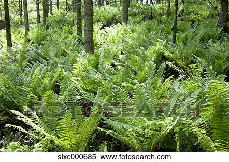Stock Photography - Fern at Koubocchi Plateau, Nagano Prefecture. Fotosearch