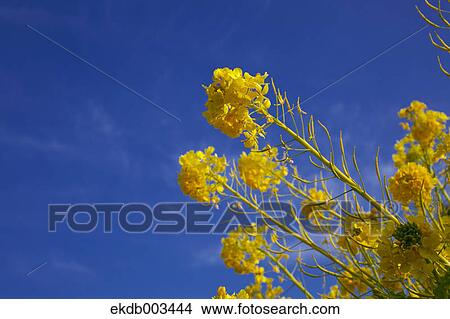 Field mustard, Kanagawa Prefecture View Large Photo Image Picture - Field mustard, Kanagawa Prefecture. Fotosearch