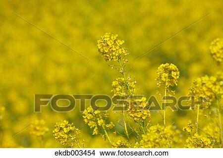 Field mustard, Kanagawa Prefecture View Large Photo Image Picture - Field mustard, Kanagawa Prefecture. Fotosearch