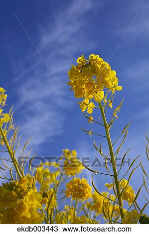 Field mustard, Kanagawa Prefecture View Large Photo Image Stock Image - Field mustard, Kanagawa Prefecture. Fotosearch