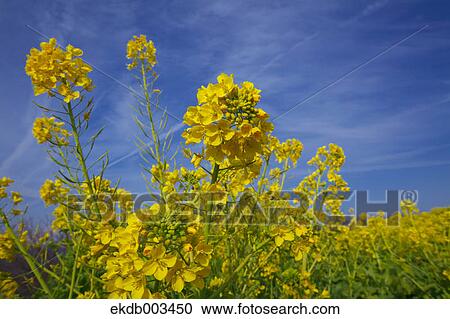 Field mustard, Kanagawa Prefecture View Large Photo Image Stock Image - Field mustard, Kanagawa Prefecture. Fotosearch