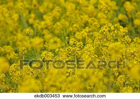Field mustard, Kanagawa Prefecture View Large Photo Image Stock Image - Field mustard, Kanagawa Prefecture. Fotosearch