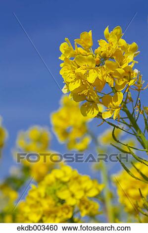 Stock Image - Field mustard, Kanagawa Prefecture. Fotosearch