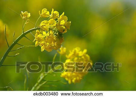 Field mustard, Kanagawa Prefecture View Large Photo Image Stock Image - Field mustard, Kanagawa Prefecture. Fotosearch