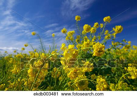 Field mustard, Kanagawa Prefecture View Large Photo Image Stock Image - Field mustard, Kanagawa Prefecture. Fotosearch