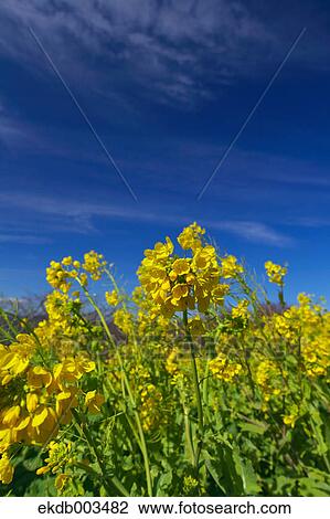 Field mustard, Kanagawa Prefecture View Large Photo Image Stock Image - Field mustard, Kanagawa Prefecture. Fotosearch