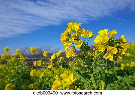 Field mustard, Kanagawa Prefecture View Large Photo Image Stock Image - Field mustard, Kanagawa Prefecture. Fotosearch
