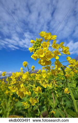 Field mustard, Kanagawa Prefecture View Large Photo Image Stock Image - Field mustard, Kanagawa Prefecture. Fotosearch