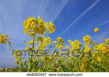 Stock Photo - Field mustard, Kanagawa Prefecture. Fotosearch
