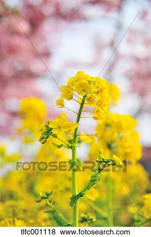 Field mustard, Kanagawa Prefecture View Large Photo Image Stock Photo - Field mustard, Kanagawa Prefecture. Fotosearch