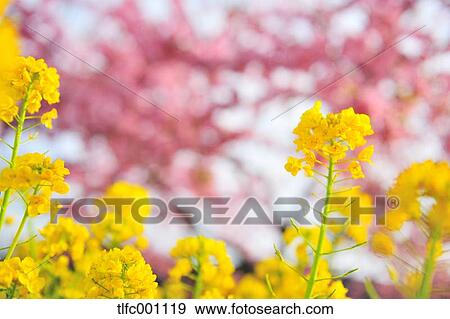 Field mustard, Kanagawa Prefecture View Large Photo Image Stock Photo - Field mustard, Kanagawa Prefecture. Fotosearch
