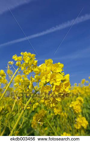 Field mustard, Kanagawa Prefecture View Large Photo Image Stock Photograph - Field mustard, Kanagawa Prefecture. Fotosearch