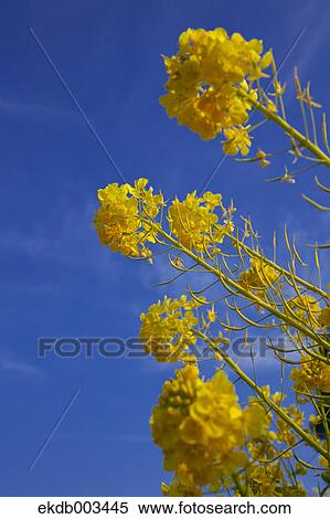 Field mustard, Kanagawa Prefecture View Large Photo Image Stock Photography - Field mustard, Kanagawa Prefecture. Fotosearch