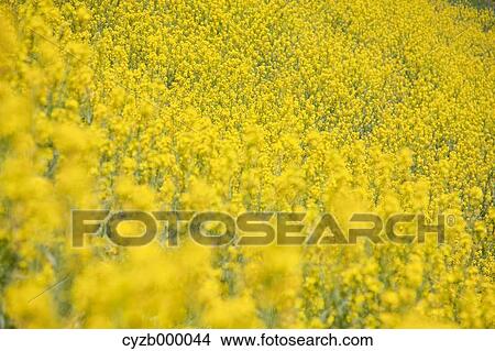 Field mustard View Large Photo Image Picture - Field mustard. Fotosearch