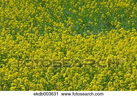 Field mustard, Saitama Prefecture View Large Photo Image Stock Image - Field mustard, Saitama Prefecture. Fotosearch