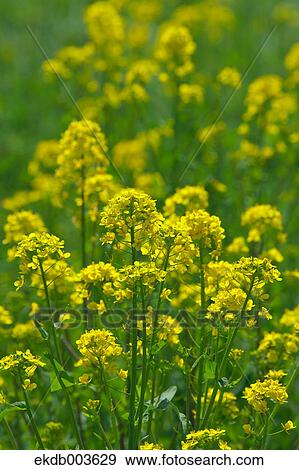 Field mustard, Saitama Prefecture View Large Photo Image Stock Photo - Field mustard, Saitama Prefecture. Fotosearch