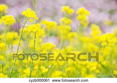 Stock Image - Field mustard. Fotosearch