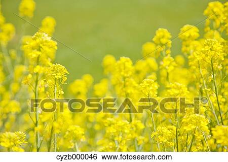 Stock Photograph - Field mustard. Fotosearch